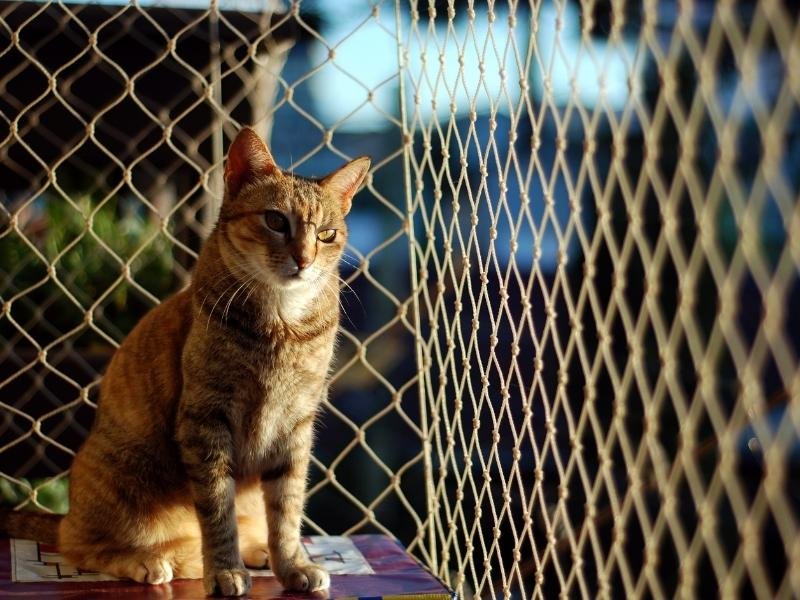 Tela de segurança de alta resistência em Piracicaba