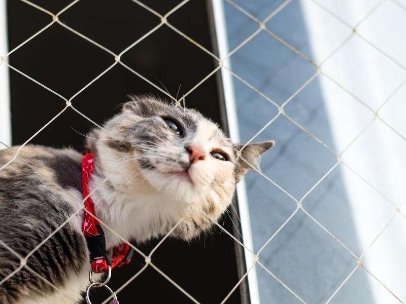 Rede de Proteção para Gatos em Rio Claro SP Rede de Proteção para Gatos em Rio Claro SP